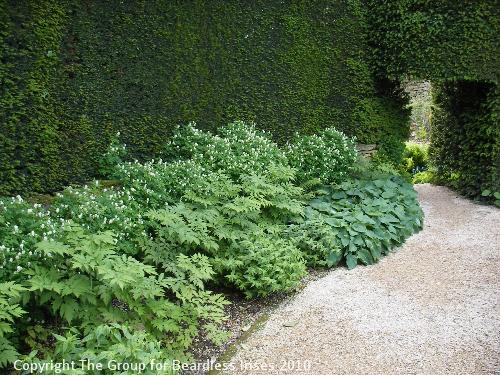 hidcote (10)